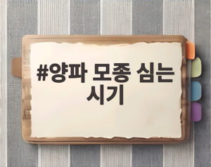 양파 모종 심는 시기