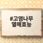 고염나무 열매효능 작은 감 속 건강 비결과 맛있게 먹는 방법 고염나무 열매효능