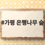 가평 은행나무 숲 가을 절정 시기와 방문팁 확인하기 가평 은행나무 숲