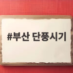 부산 단풍시기 2026 절정 명소와 놓치면 안 되는 날짜 부산 단풍시기